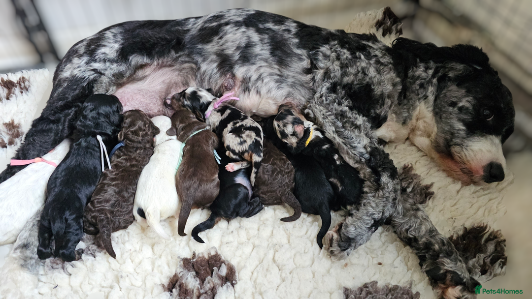 Cavapoo dogs for sale: STUNNING FULLY HEALTH TESTED F1B CAVAPOO  - Advert 2