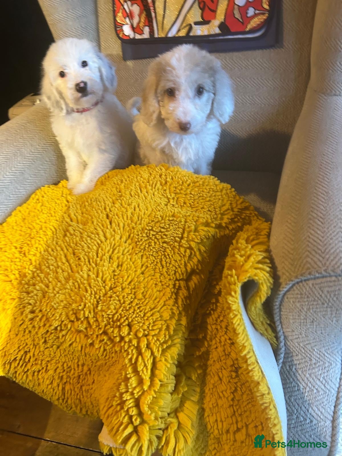 Australian Labradoodle dogs Australian Labradoodle Puppies - Advert 11