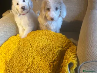 Australian Labradoodle dogs Australian Labradoodle Puppies - Advert 11