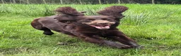 Sprocker dogs for sale: Ella is looking for a forever home  - Advert 18