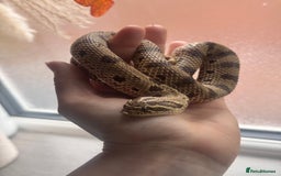 Snake reptiles for sale: Western Hognose Snake – Conda Het Albino (Male) - Image 12