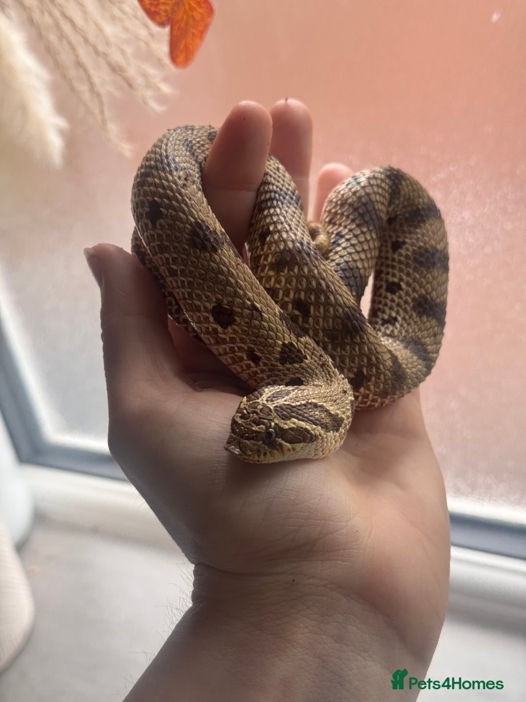 Snake reptiles for sale: Western Hognose Snake – Conda Het Albino (Male) - Image 12