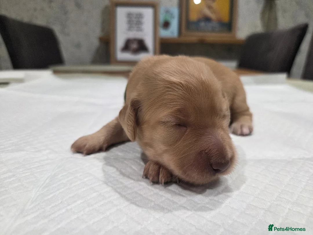 Cocker Spaniel dogs for sale: KC Registered Working Cocker Spaniel Puppies in Haverhill - Advert 19