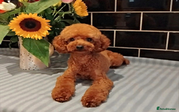 Toy Poodle dogs for stud: Red Toy Poodle STUD - Health tested clear  - Image 3