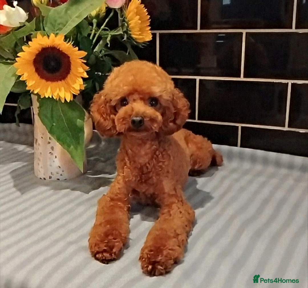 Toy Poodle dogs for stud: Red Toy Poodle STUD - Health tested clear  - Image 3