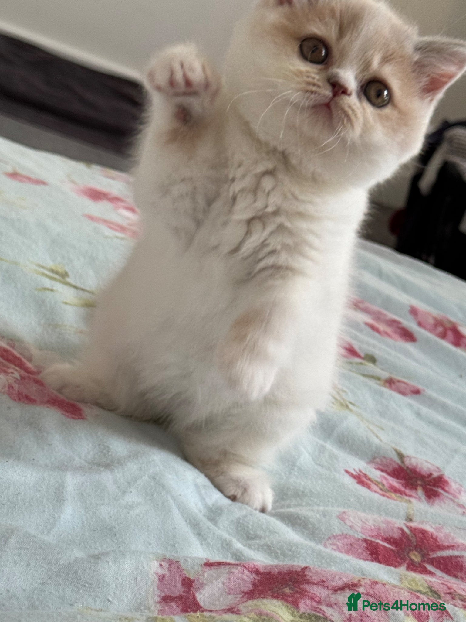 British Shorthair cats for sale: Tica reg Supreme Grand Ch and CH female kittens  - Advert 14