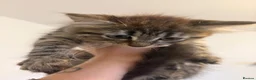 Siberian cats for sale: Two Siberian girls!! - Advert 9