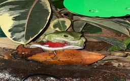 Frog reptiles for sale: Whites tree frogs with bioactive set up  - Image 3