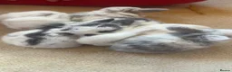 Lionhead rabbits for sale: Meet our gorgeous kits!  in Peterlee - Advert 8