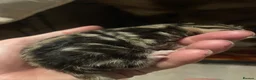 Bengal cats for sale: Stunning racing striped Bengal kittens! in Cheddar - Advert 5