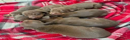 Miniature Dachshund dogs for sale: Beautiful Chocolate and Tan miniature dachshunds - Advert 3