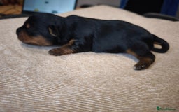 Yorkshire Terrier dogs for sale: Adorable Yorkshire Terrier Puppies. - Image 10