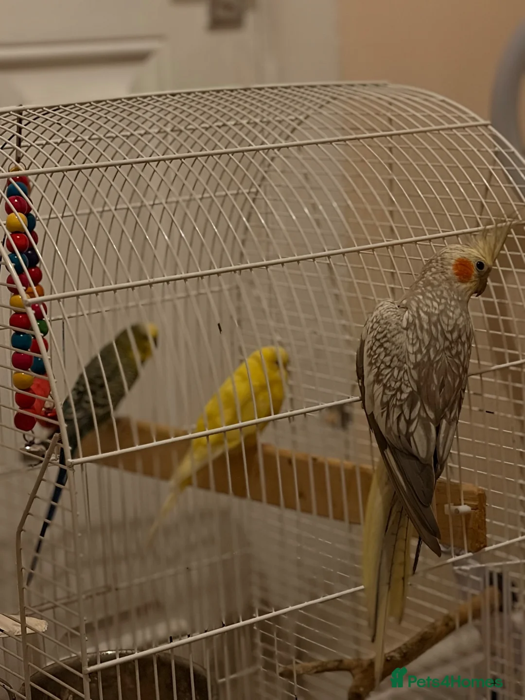 Cockatiels birds for sale: a bit tamed cockteil - Advert 5