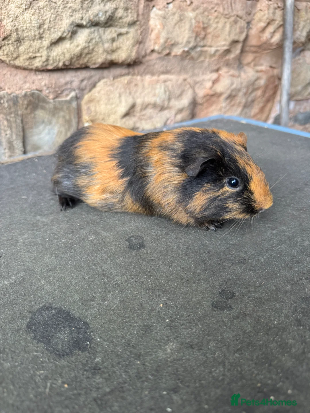 Guinea Pig rodents for sale: Beautiful Baby Female Guinea Pig  - Advert 2