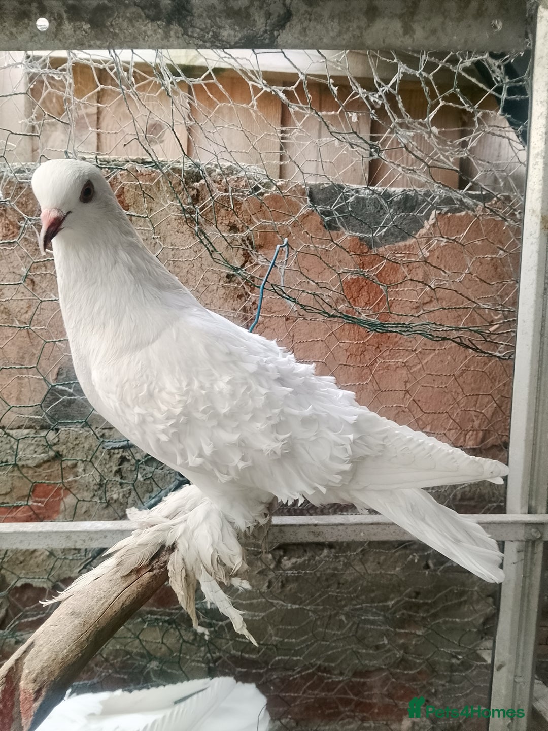 Pigeons birds for sale: Pigeon for sale - Advert 18