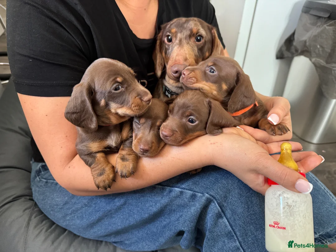 Dachshund dogs for sale: Chocolate and tan dachshund puppies   in Newark - Advert 1