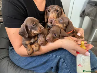 Dachshund dogs Chocolate and tan dachshund puppies - Advert 1