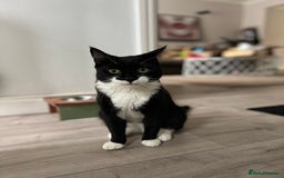 British Shorthair cats for sale: British Shorthair & DSH - Bonded House Cats - Image 7