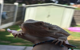 Bearded Dragon reptiles for sale: 3 year old beared dragon- comes with viv+extras - Image 4