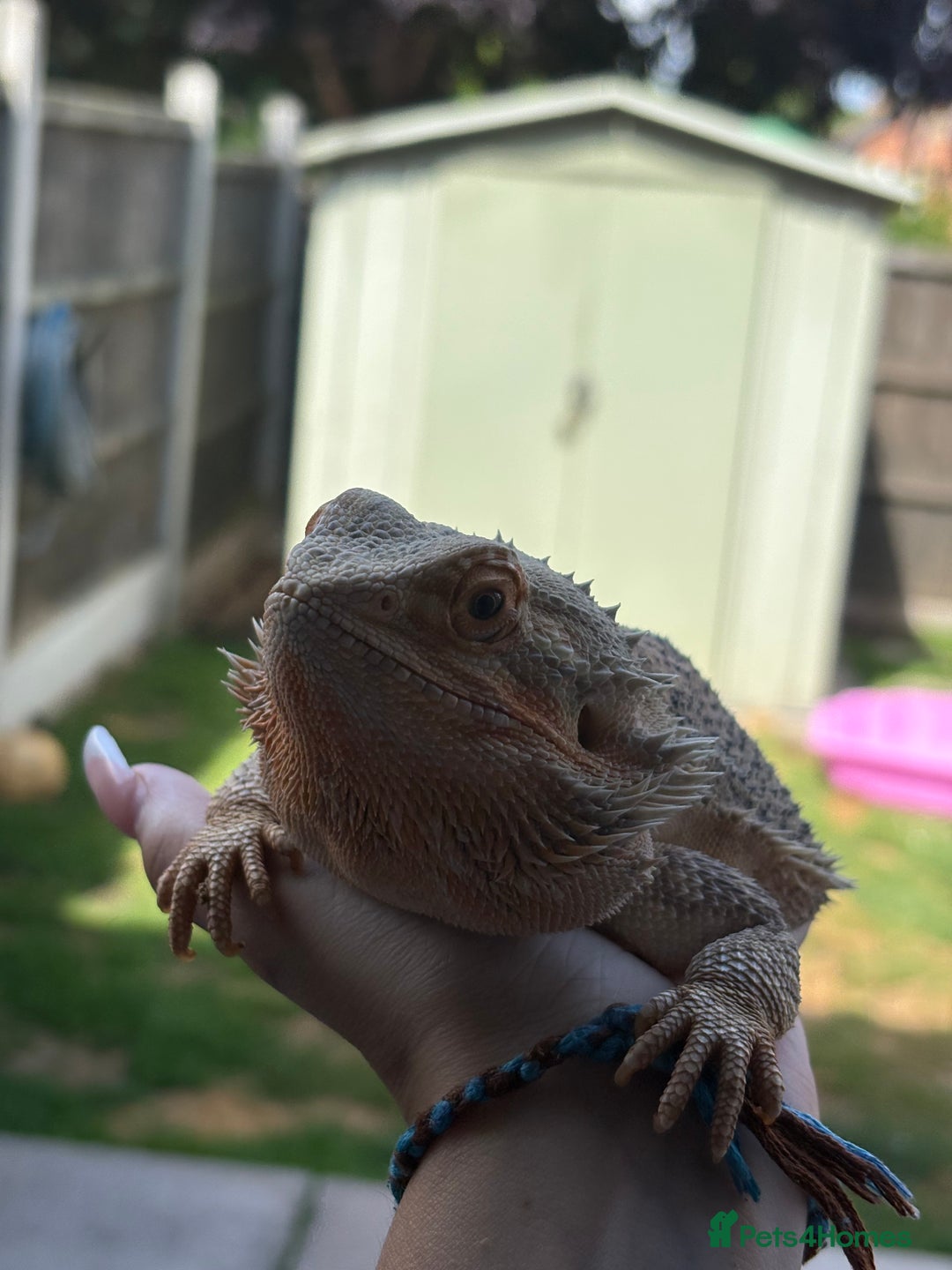 Bearded Dragon reptiles for sale: 3 year old beared dragon- comes with viv+extras - Image 4