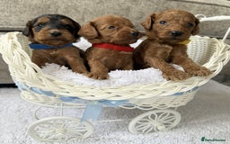 Cockapoo dogs for sale: 8 beautiful f1b cockapoo puppies - Image 2