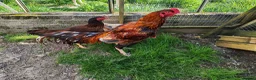 Chickens poultry for sale: Indian game, shamo, English game - hatching eggs in Hungerford - Advert 2