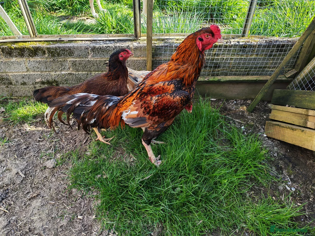 Chickens poultry for sale: Indian game, shamo, English game - hatching eggs in Hungerford - Advert 2