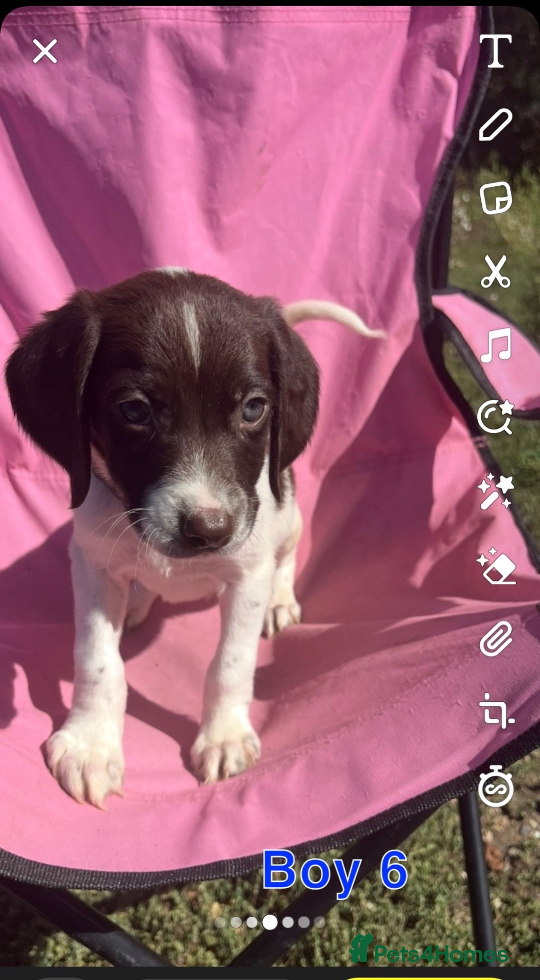 English Springer Spaniel dogs English springer spaniel pups for sale - Advert 2