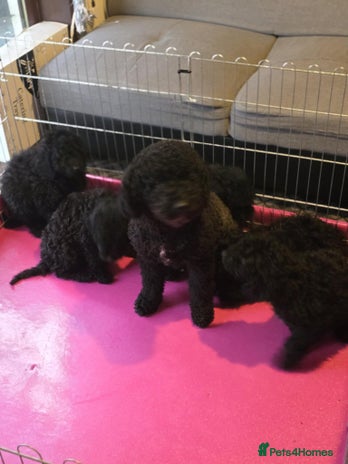 Miniature Poodle dogs For sale 4 gorgeous girls and 2 boys - Advert 1