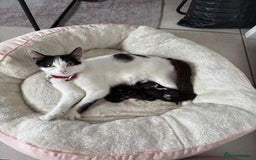 Turkish Van cats for sale: Kittens for sale - Image 7
