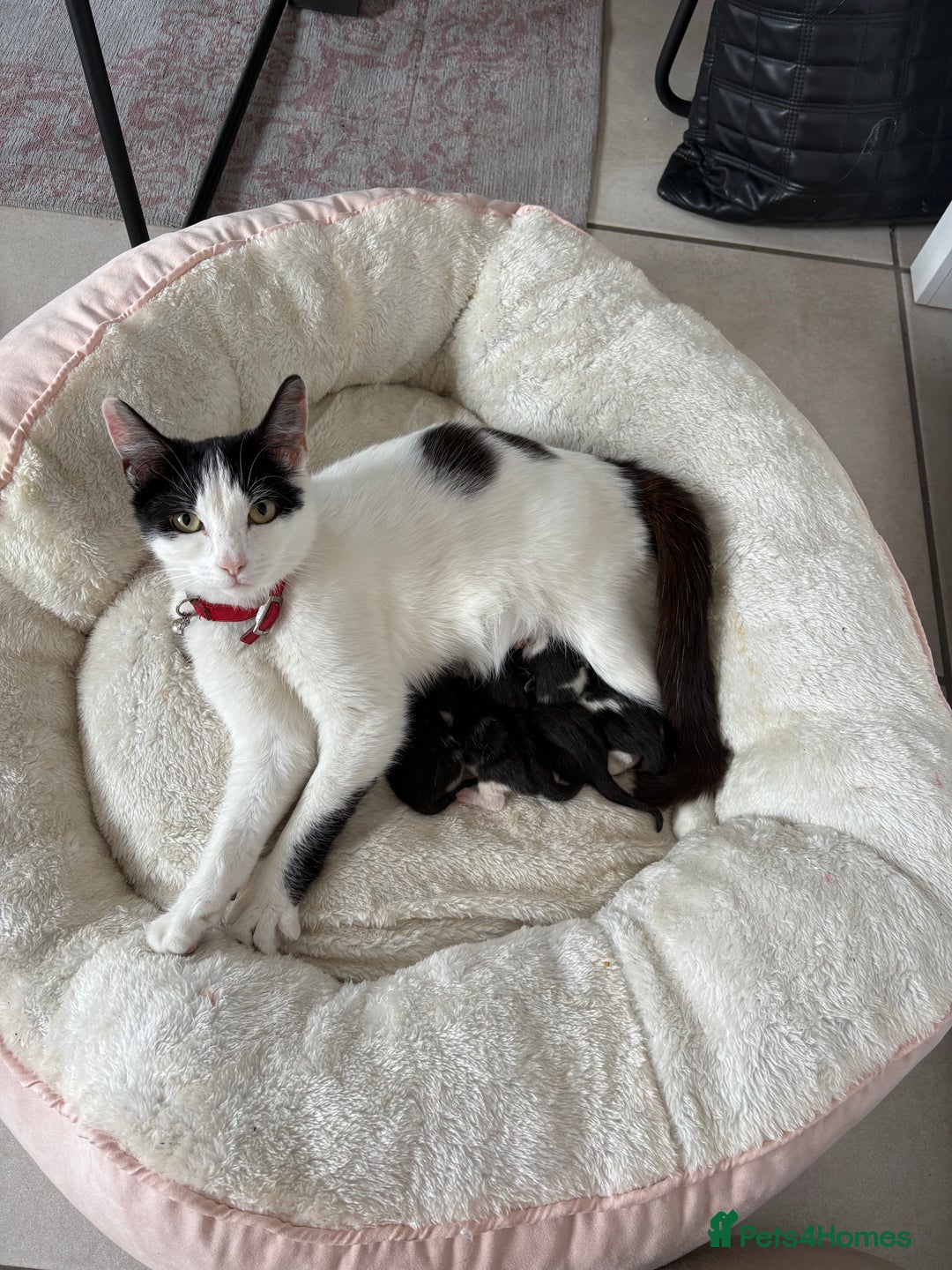 Turkish Van cats for sale: Kittens for sale - Image 7
