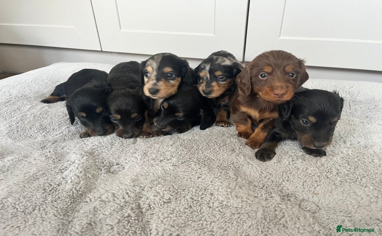 Dachshund dogs - Advert 9