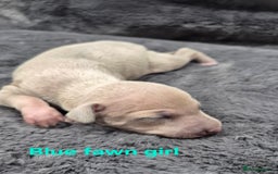 Italian Greyhound dogs for sale: Champion blood line KC Reg Italian Greyhounds - Advert 5
