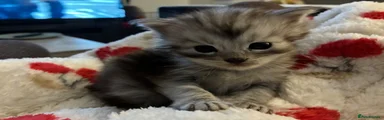 Maine Coon 1