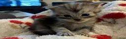 Maine Coon cats for sale: Stunning Baby  in Hull - Advert 10