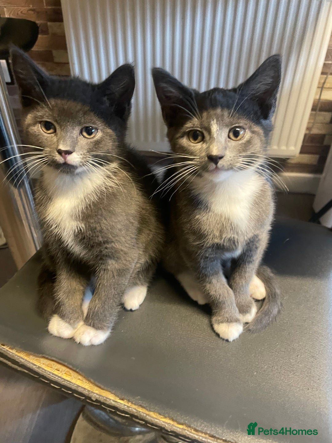 Domestic Shorthair cats for sale: 2 adorable girl kittens for sale  - Advert 1