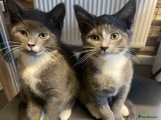 Domestic Shorthair cats 2 adorable girl kittens for sale - Advert 1