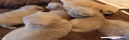 British Shorthair cats for sale: British Shorthair Lilac and Cream GCCF registered  - Advert 9