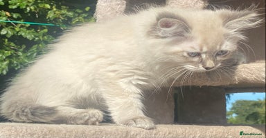 Siberian cats - Advert 4