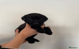 Labrador Retriever dogs for sale:  🐾Gorgeous BLack Labrador Puppies 🐾 - Advert 15