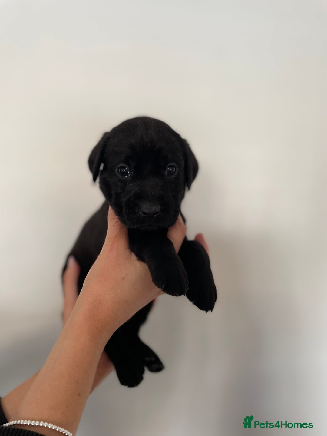 Labrador Retriever dogs for sale:  🐾Gorgeous BLack Labrador Puppies 🐾 - Advert 15