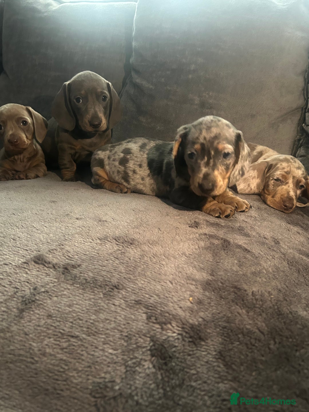 Miniature Dachshund dogs for sale: miniature dachshund puppies - Advert 33