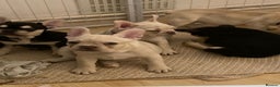 French Bulldog dogs for sale: 5 beautiful French bulldog puppies  - Advert 7