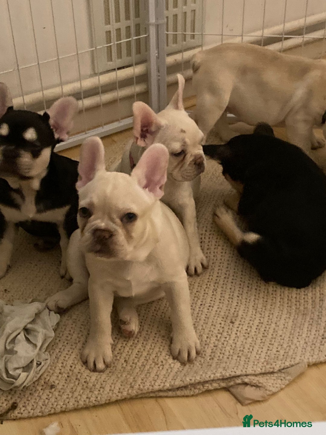 French Bulldog dogs for sale: 5 beautiful French bulldog puppies  - Advert 7
