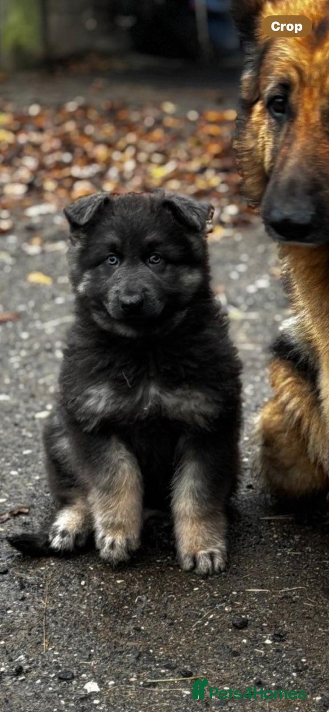 Mixed Breed dogs for sale: Quality health tested German shepherds  - Advert 5