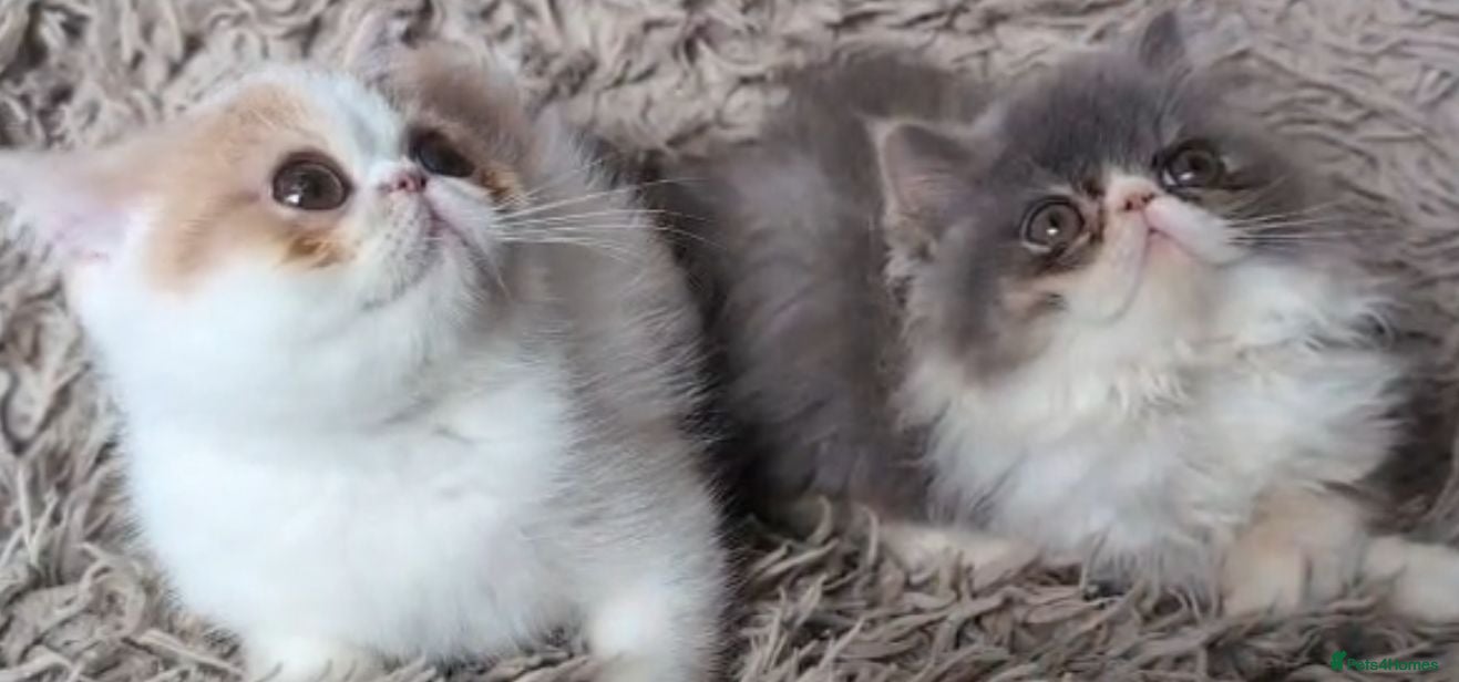 Persian cats Persian Kittens GCCF Registered - Advert 2