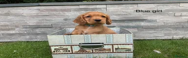 Cocker Spaniel 5