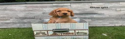 Cocker Spaniel dogs for sale: Hereditary clear working cocker spaniels - Advert 13