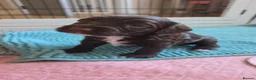 Mixed Breed dogs for sale: Bordoodle X Springer Spaniel puppies  - Advert 5