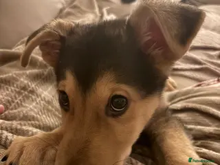 Mixed Breed dogs Urgent rehome needed for Axel. - Advert 1